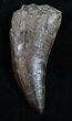 Extremely Rare Torvosaurus Tooth - Skull Creek #12479-1